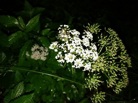 450x337  61 KB. Big one: 4608x3456  3923 KB