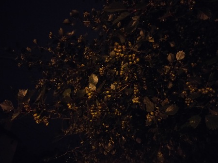 450x337  41 KB. Big one: 4608x3456  3221 KB