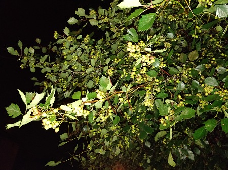 450x337  94 KB. Big one: 4608x3456  5346 KB