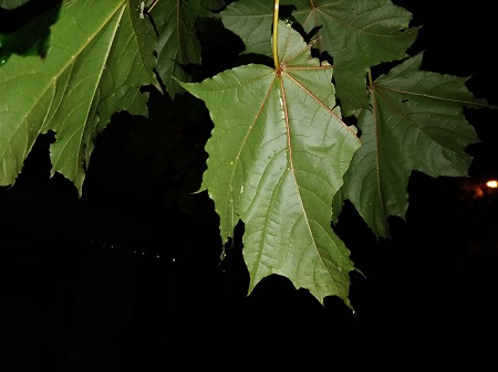 450x337 38 KB. Big one: 4608x3456 2894 KB 450x337 38 KB. Big one: 4608x3456 2894 KB