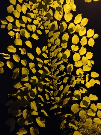 337x450 90 KB. Big one: 3456x4608 4167 KB 337x450 90 KB. Big one: 3456x4608 4167 KB