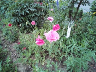 337x253 112 KB. Big one: 4160x3120 4724 KB 337x253 112 KB. Big one: 4160x3120 4724 KB