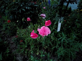 337x253 98 KB. Big one: 4160x3120 2637 KB 337x253 98 KB. Big one: 4160x3120 2637 KB