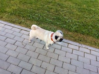 337x253  44 KB. Big one: 4160x3120  8043 KB