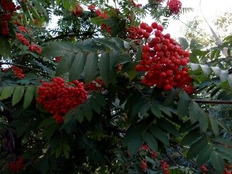 337x253  44 KB. Big one: 4160x3120  4656 KB