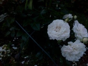 337x253  25 KB. Big one: 4160x3120  2633 KB