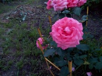 337x253  38 KB. Big one: 4160x3120  4896 KB