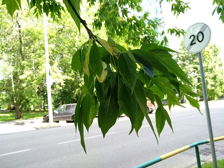 450x337  79 KB. Big one: 4000x3000  4064 KB