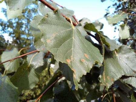 450x338  58 KB. Big one: 3264x2448  2273 KB