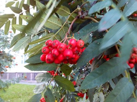 450x338  52 KB. Big one: 3264x2448  2511 KB