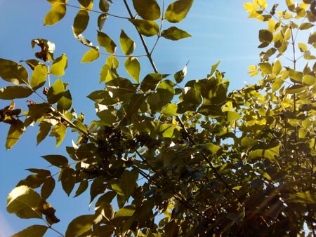 450x338  55 KB. Big one: 3264x2448  3266 KB