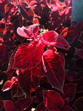 336x447  72 KB. Big one: 3968x5280  6603 KB