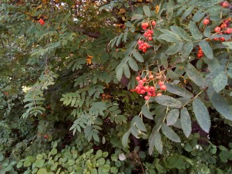 333x250  111 KB. Big one: 3264x2448  4039 KB