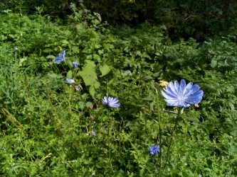 333x250  113 KB. Big one: 3264x2448  3767 KB