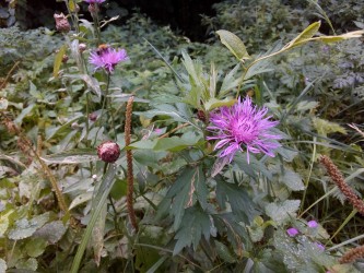 333x250  108 KB. Big one: 3264x2448  3504 KB