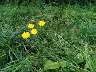 333x250  114 KB. Big one: 3264x2448  4661 KB