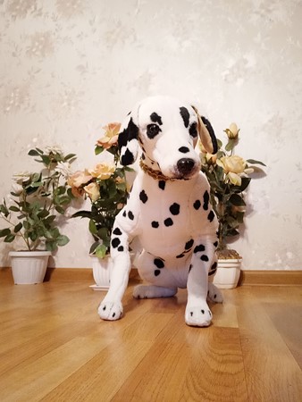 338x450  42 KB. Big one: 3456x4608  2815 KB