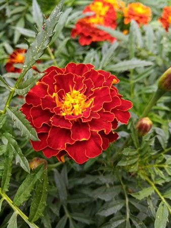 338x450  56 KB. Big one: 3008x4000  2622 KB