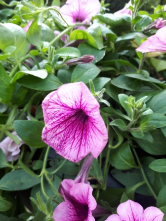 336x448  86 KB. Big one: 3456x4608  4875 KB