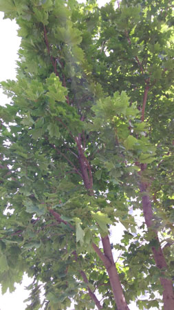 253x450  48 KB. Big one: 2988x5312  5268 KB