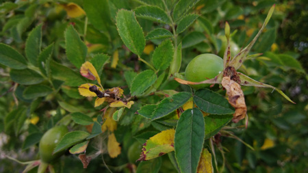 450x253  56 KB. Big one: 5312x2988  4340 KB