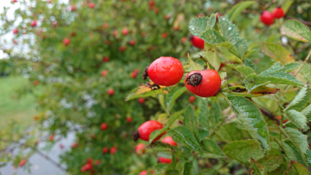 450x253  59 KB. Big one: 5504x3096  4991 KB