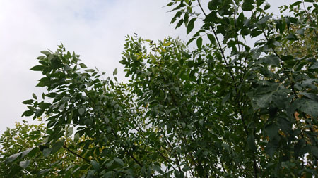 450x253  55 KB. Big one: 5504x3096  7274 KB