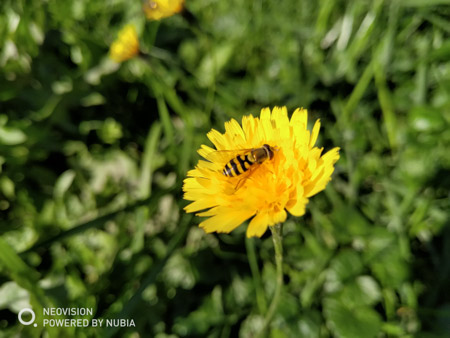 450x338  50 KB. Big one: 4032x3024  3265 KB