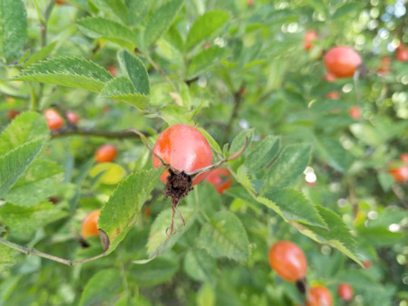 450x338 52 KB. Big one: 4032x3024 3195 KB 450x338 52 KB. Big one: 4032x3024 3195 KB