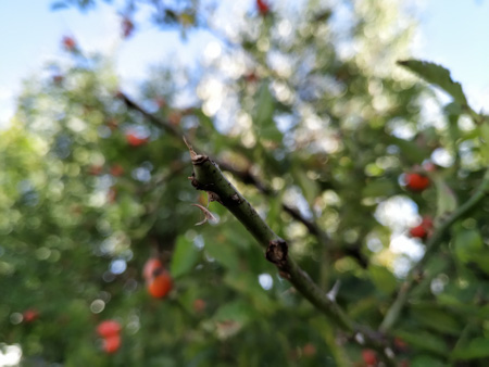 450x338  56 KB. Big one: 4032x3024  2839 KB