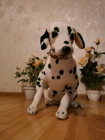 338x450  38 KB. Big one: 2448x3264  2920 KB