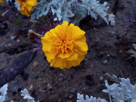 440x330  40 KB. Big one: 4160x3120  2675 KB