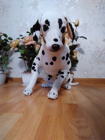 338x450  41 KB. Big one: 2448x3264  2735 KB