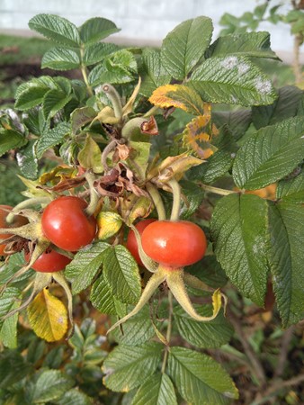 338x450  62 KB. Big one: 3120x4160  4140 KB