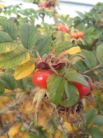 338x450  51 KB. Big one: 3120x4160  2777 KB