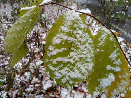 450x338  61 KB. Big one: 4160x3120  5882 KB