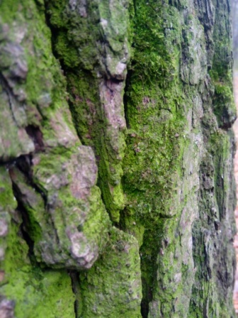 336x448  89 KB. Big one: 3456x4608  6469 KB