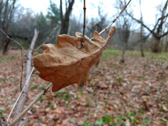 333x250  1003 KB. Big one: 4032x3024  3707 KB