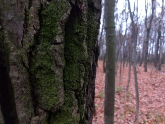 333x250  1009 KB. Big one: 4032x3024  3832 KB