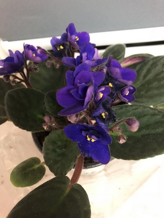 338x450  52 KB. Big one: 3024x4032  2174 KB