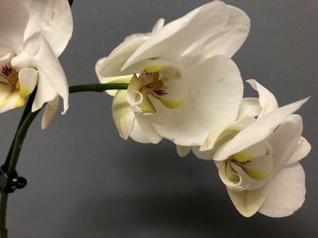 450x338  40 KB. Big one: 4032x3024  1615 KB