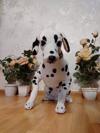 338x450  72 KB. Big one: 1944x2592  1451 KB