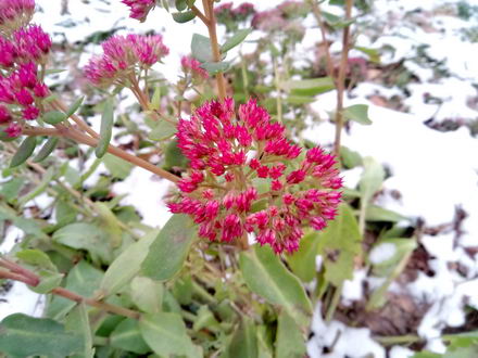 440x330  55 KB. Big one: 4224x3168  3021 KB