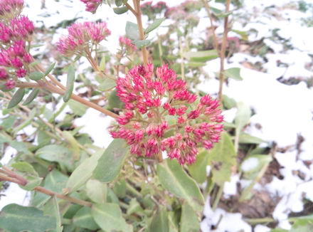 440x326  38 KB. Big one: 4192x3104  6235 KB