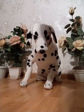 336x448  30 KB. Big one: 1944x2592  470 KB