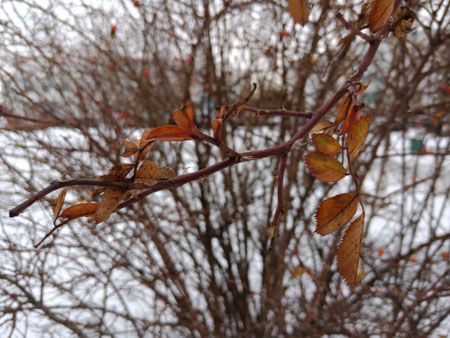 450x338  57 KB. Big one: 4608x3456  4126 KB