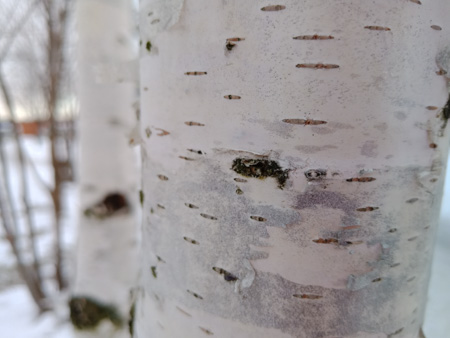 450x338  46 KB. Big one: 4608x3456  3430 KB