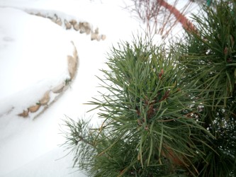 333x250  177 KB. Big one: 4608x3456  3881 KB