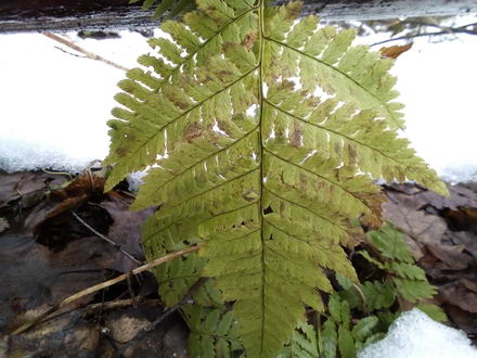 440x330  50 KB. Big one: 3264x2448  2642 KB