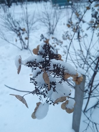 338x450  42 KB. Big one: 3456x4608  4236 KB